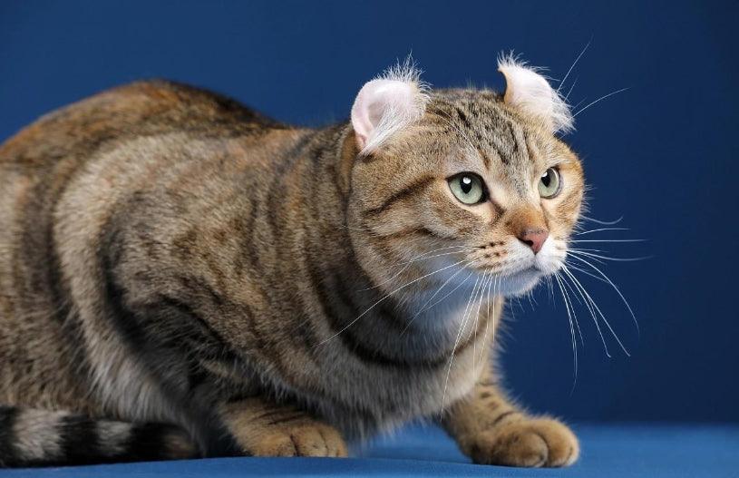 American Curl - elysianpet