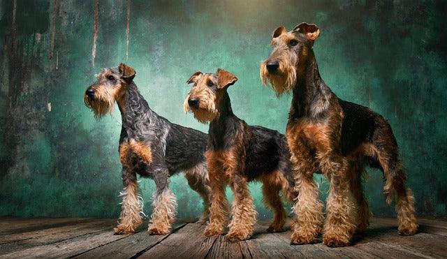 Irish Terrier memorial ideas" → Showcased in Eternal Guardian chapter