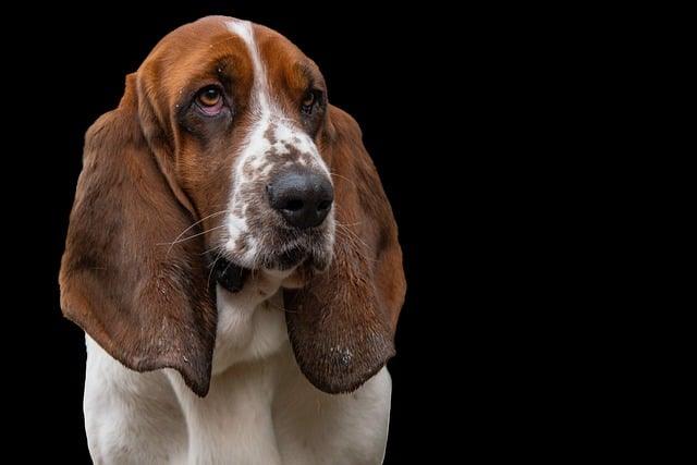 Basset Hound FGFR3 mutation, revolutionary scent dogs, low-gravity canine care, MUC5B drool benefits, historical hound health, orthopedic Basset solutions.