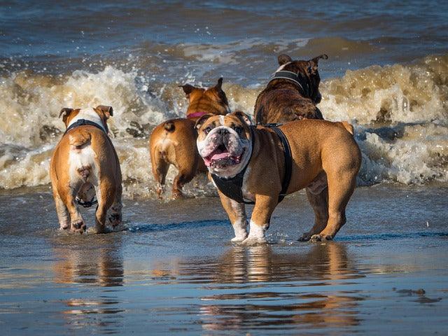 Short-Nosed Bulldog industrial history, TRPV4 pressure-sensing dogs, hypoallergenic wrinkle care, steam-era companion breeds, cortisol-absorbing pets, biomechanical dog care.