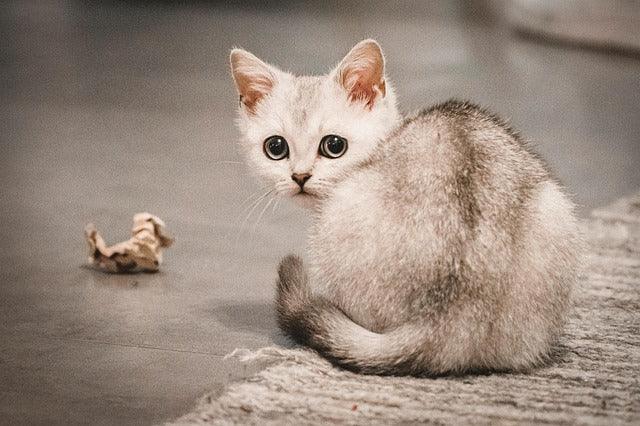 Burmilla KRT75 gene, self-cleaning cat coat, quantum whisker cats, hypoallergenic spy cats, Cold War feline history, empathetic purring technology.