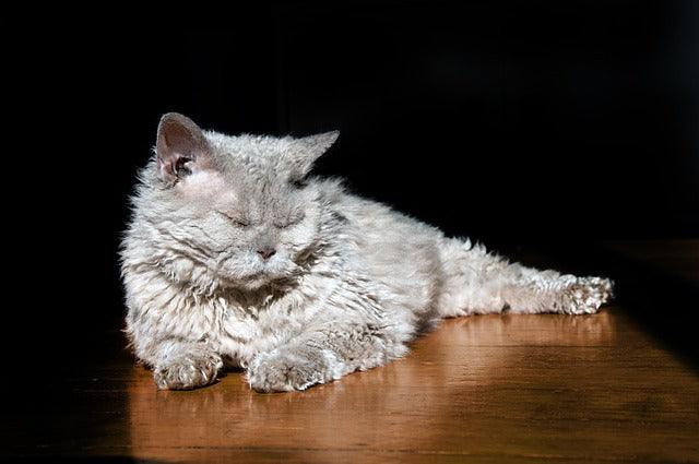 Selkirk Rex Chernobyl cats, KRT71 fractal fur, hypoallergenic Faraday pets, quantum entanglement grooming, radon detection cats, radioactive feline care.