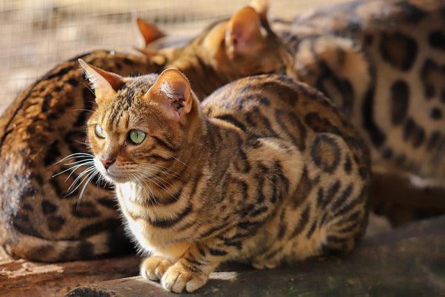 Ocicat quantum detection cats, TA gene cluster benefits, hypoallergenic biodefense pets, financial intuition felines, photosynthetic cat care, CIA feline project history.