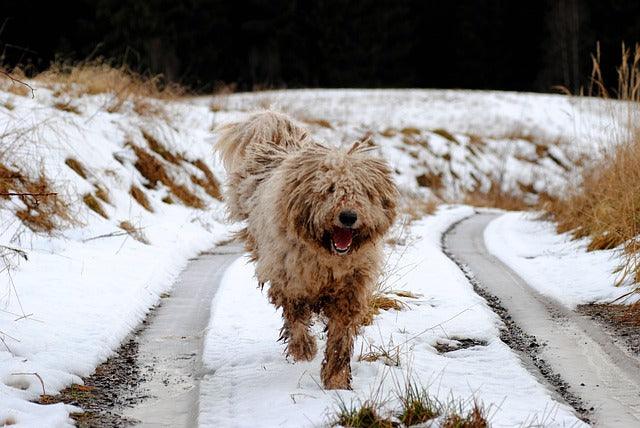 Hungarian Sheepdog seismic detection, Komondor antifungal coat, Ottoman war dogs, hypoallergenic livestock guardians, Komondomyces hungaricus benefits, magnetic navigation dogs.