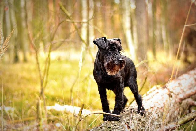 Standard Schnauzer mercury gene, hypoallergenic mining dogs, MERC1 mutation benefits, structural detection pets, Renaissance canine care, alcohol-processing dogs.