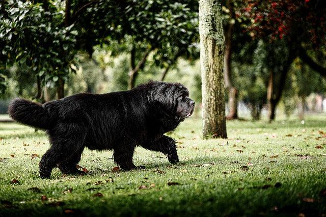 Newfoundland rescue stories, giant dog care tips, custom pet memorials, waterproof working dogs, hand-painted ceramic urns, ElysianPet partnerships