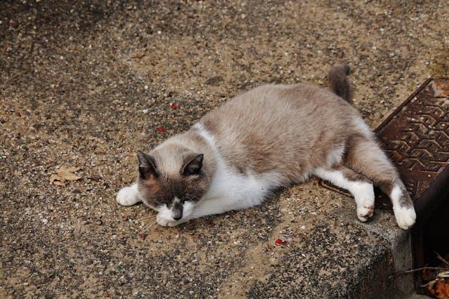 Snowshoe - elysianpet