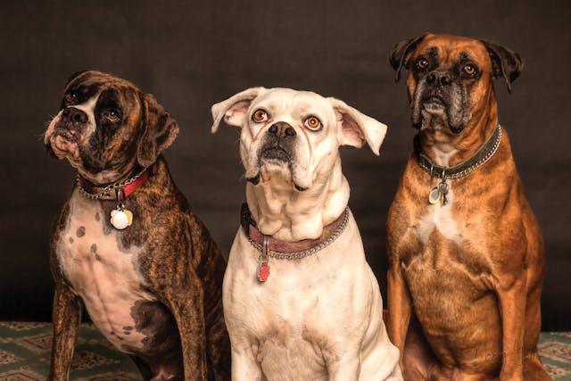 Boxer - elysianpet