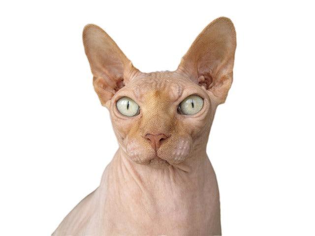 Peterbald spy cat history, FOXI3 gene mutation benefits, hypoallergenic Russian cats, quantum grooming technology, thermal cryptography pets, oligarch-era feline care.