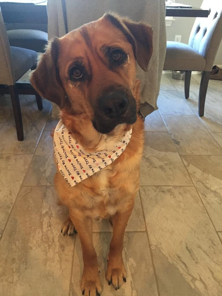 Dog wearing a bandana indoors on a tiled floor