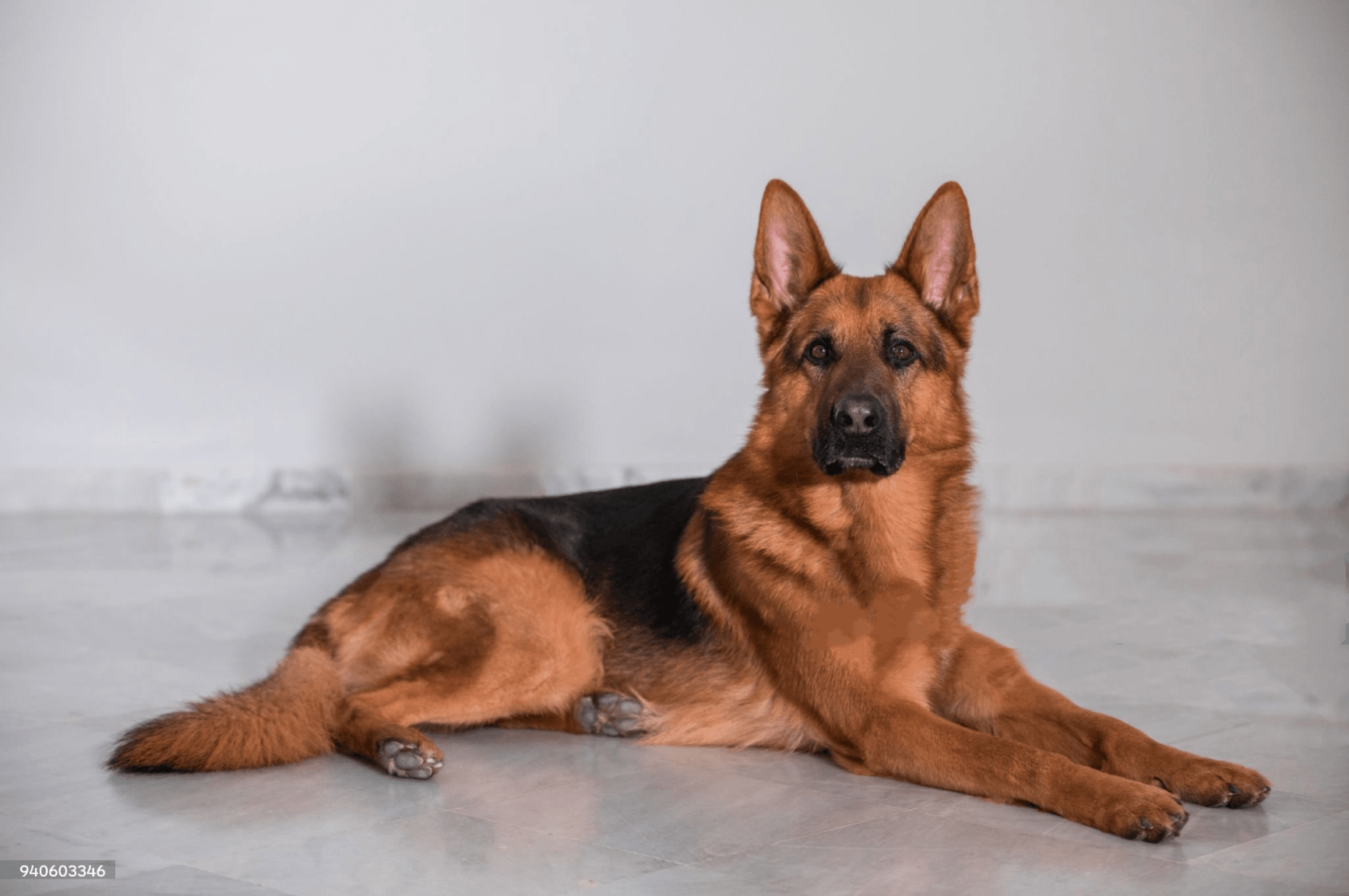 The German Shepherd Dog - elysianpet