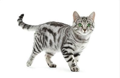 Egyptian Cat sitting gracefully near a window