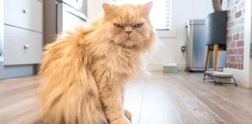 indoor low energy cat relaxing home