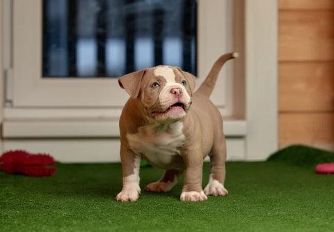american bully puppy with family at home