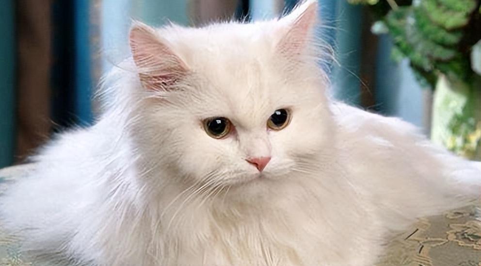 Turkish Angora - elysianpet