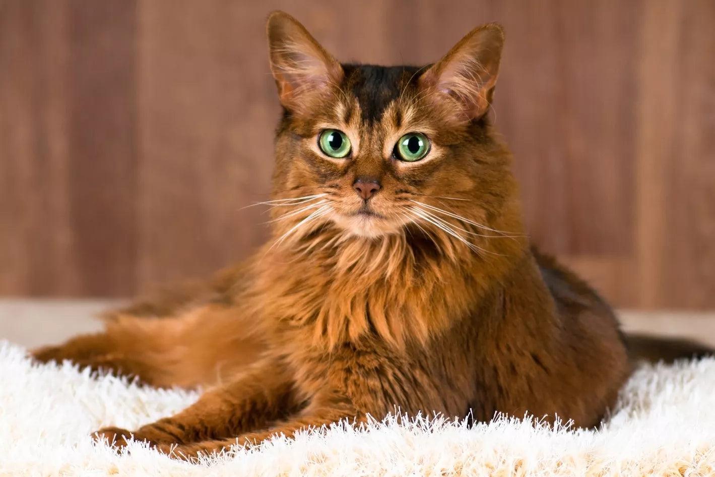 Somali cat - elysianpet