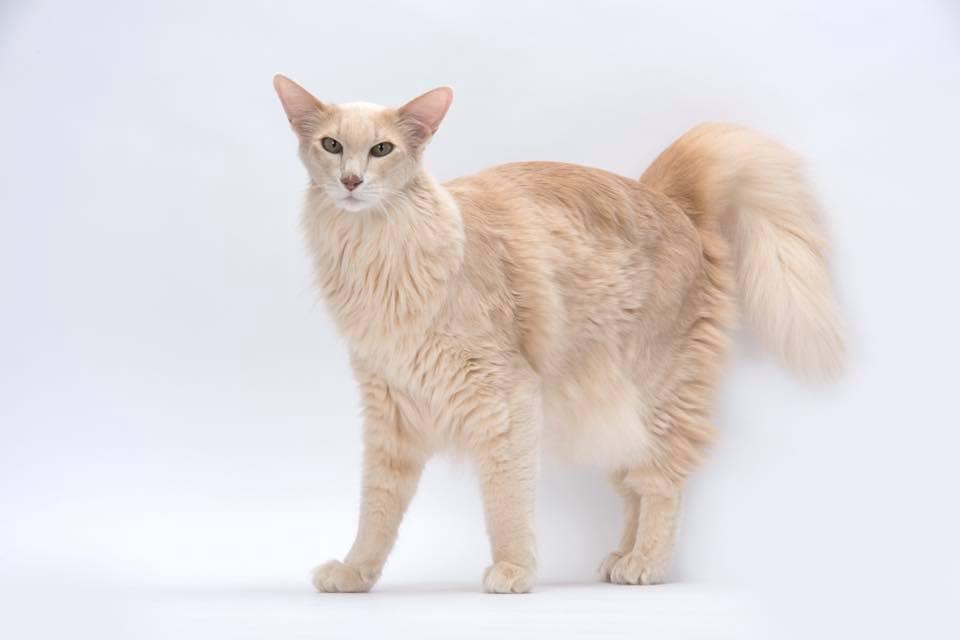 Oriental Longhair cat with cat urn