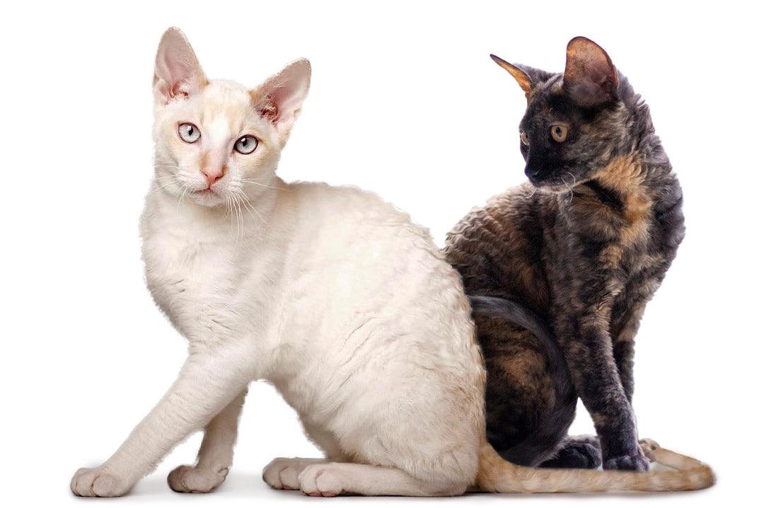 German Rex cat with soft curly coat