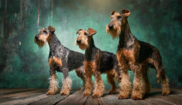 Irish Terrier memorial ideas" → Showcased in Eternal Guardian chapter