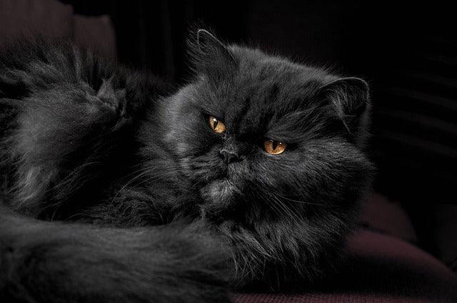 black cat adoption shelter calm indoor
