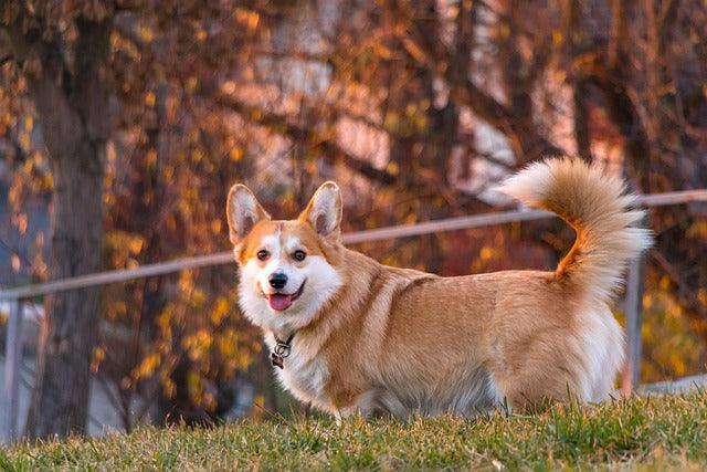 Pembroke Welsh Corgi - elysianpet