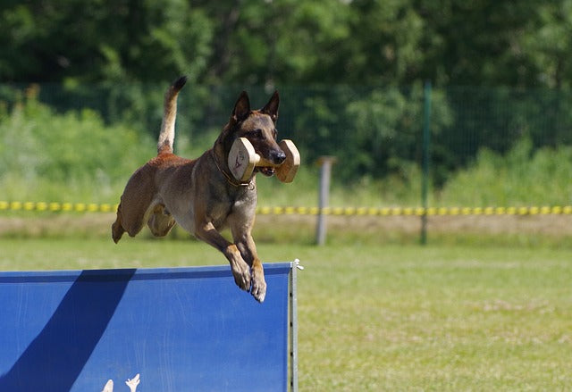 Belgian Malinois training tips, working dog breeds, high-energy dog care, custom pet memorials, ElysianPet ceramic urns, retired K9 tributes