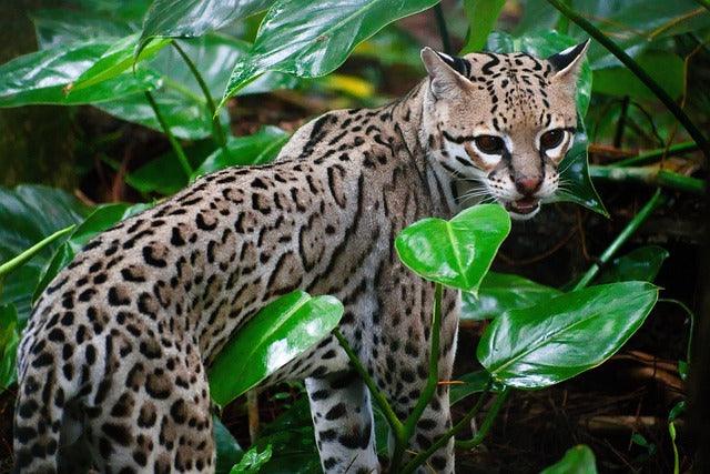 The Leopard Cat - elysianpet