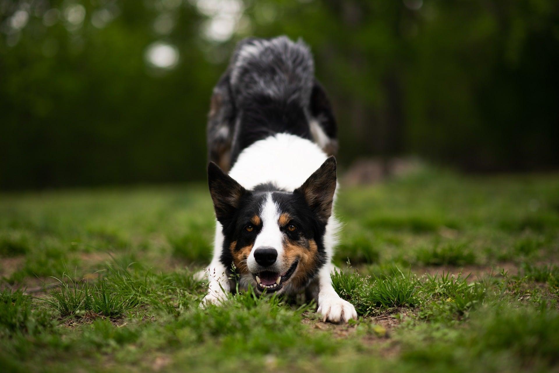 german shepherd training session focused dog