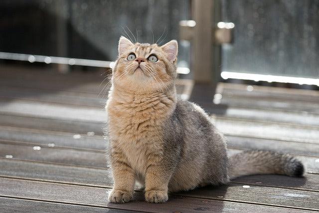 British Shorthair - elysianpet