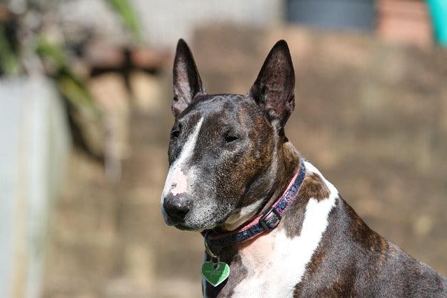 Bull Terrier playing outdoors in the sunshine