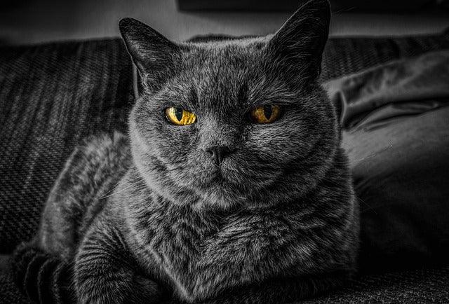 Chartreuse cat - elysianpet