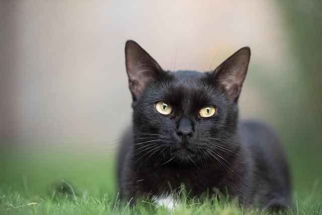 Havana Brown radiation cats, TYRP1 gene mutation, nuclear detection pets, hypoallergenic atomic cats, Cold War feline history, radioactive pet care.
