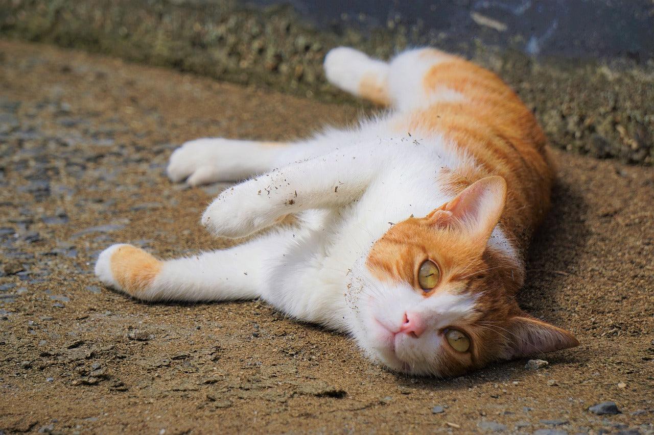 orange cat personality playful indoor home