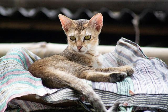 Singapore Cat PCSK1 gene, urban survival felines, quantum cats, hypoallergenic drain cats, zinc-eye mutation, vertical climbing cat care.