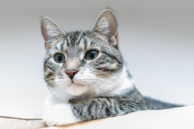 indoor cat playing interactive toy