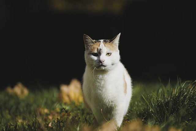 Japanese Bobtail earthquake warning, autism support cats, HSP gene cats, hypoallergenic bobtail, custom pet memorials, cat behavior secrets