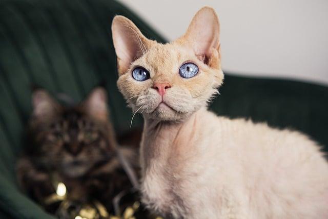 Devon Rex cat with large ears looking curious