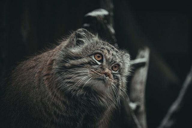 Pallas's Cat - elysianpet