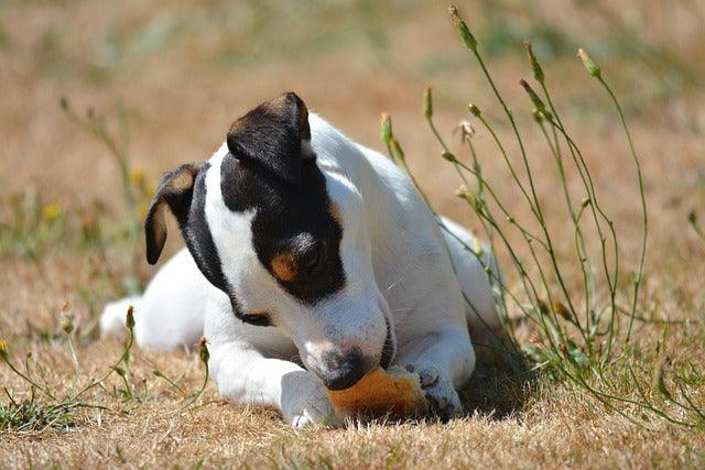 Jack Russell Terrier memorial dog urn