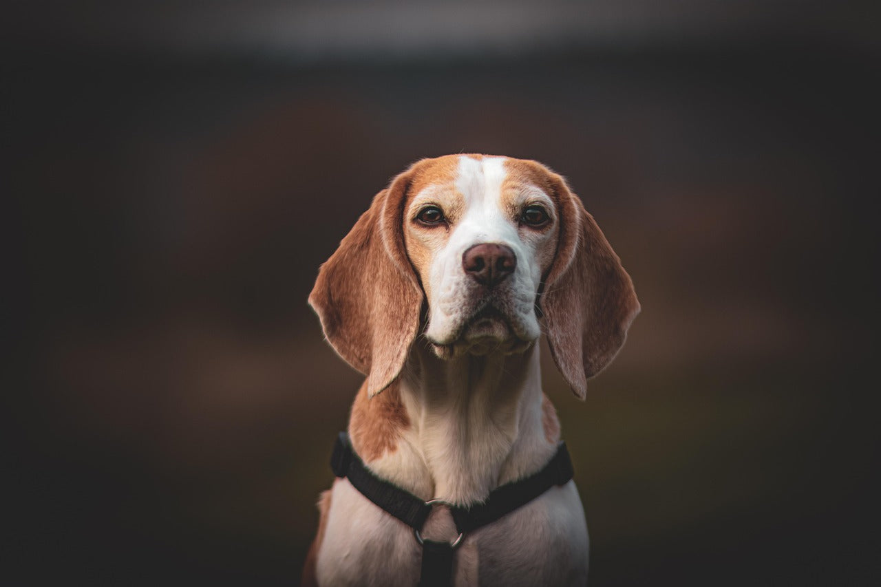 Celebrate your Beagle’s memory with a handcrafted dog urn from Elysian Pet. Discover how to honor your loyal friend with love, care, and timeless design.