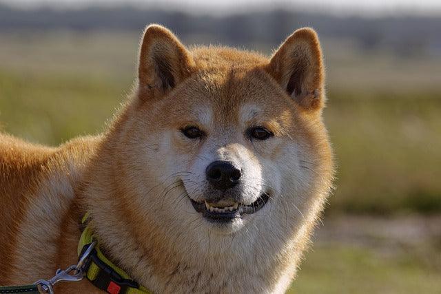 Shiba Inu sitting in sunlight with calm expression