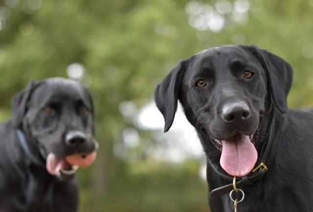 When raising a Labrador, remember the "8 Don'ts" - elysianpet