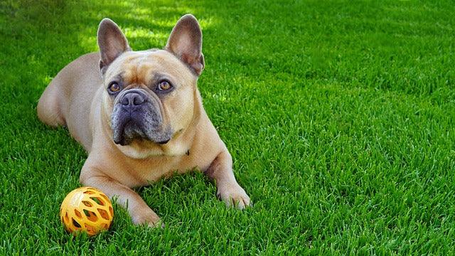 french bulldog apartment living calm indoor