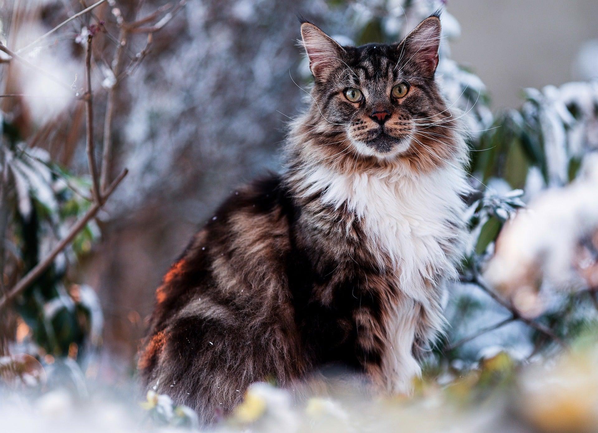Maine Coon cat with long thick coat
