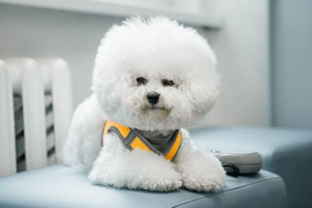 Bichon Frise dog sitting on a white blanket looking happy