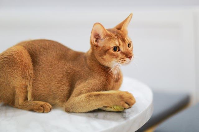 Abyssinian cat - elysianpet