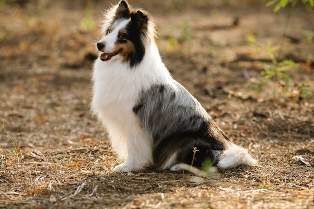 Shetland Sheepdog - elysianpet