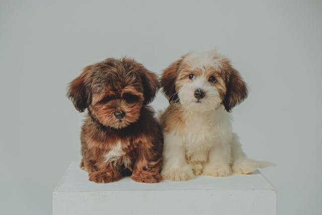 Havanese - elysianpet
