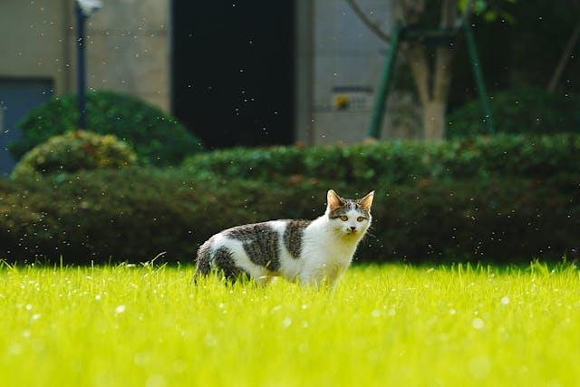 Japanese Bobtail cat sitting gracefully on a windowsill