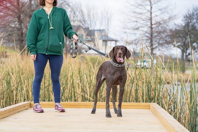 German Shorthaired Pointer - elysianpet
